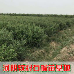荥阳石榴树苗繁育基地品种丰富