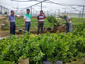 县水果 两烟 办领导深入柑桔苗木繁育场指导工作
