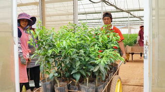 宾川有个柑桔无病苗木繁育基地,很多果农都不知道