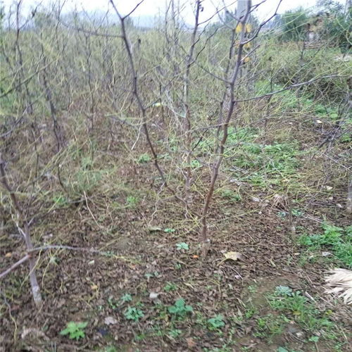 【嫁接枣树苗哪里有枣树苗规格齐全】- 