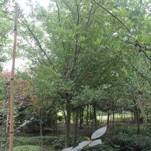  河东区绿友苗木繁育场 主营 垂丝海棠 金银花 黑松