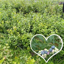 望都北高丛蓝莓苗 新闻报道 销售管理