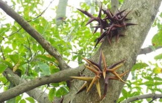 皂角树的刺有什么作用