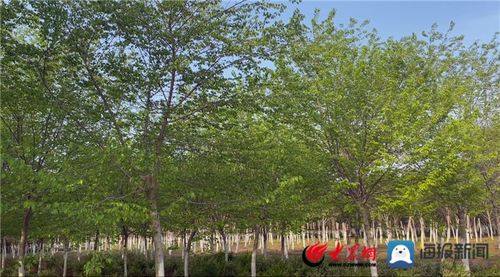 八仙桥街道沙岭村 流转土地种苗木 流出 效益 转出 生机