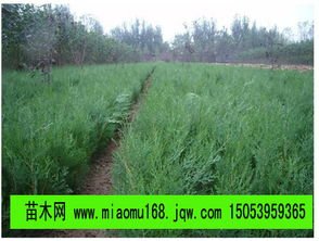 山东最大的黑松 油松 侧柏苗木繁育基地