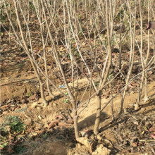 【北屯防草布报价可以用几年】-
