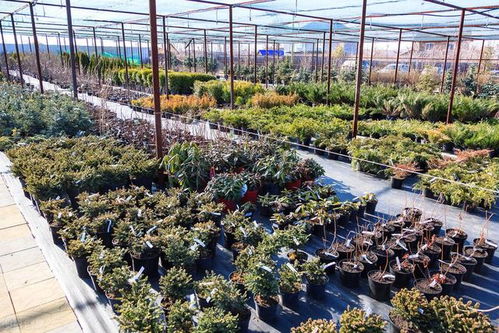 果树苗木繁育技术,以下几点你知道吗 过来了解下吧