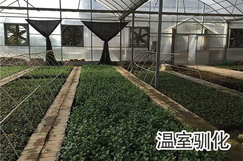 发展品种质量关键 重视苗木品牌化建设