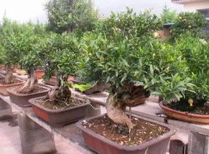 苗圃想要优化转型,有这几条道路可以走