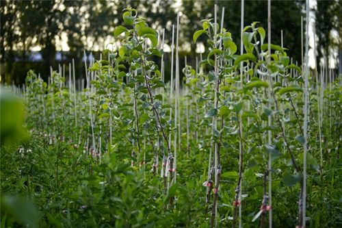 宝鸡千阳县 乡村振兴成果彰显 农业领域亮点频现