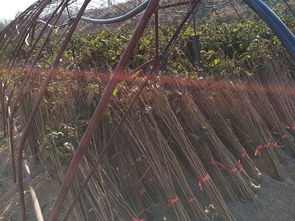 大榛子苗木 大榛子苗 黑龙江榛子苗