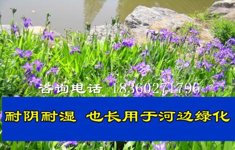 国际流行花卉新品鸢尾 陕西杨凌锦绣万亩果树苗木繁育基地