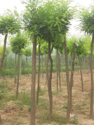 菏泽双华花木繁育基地-