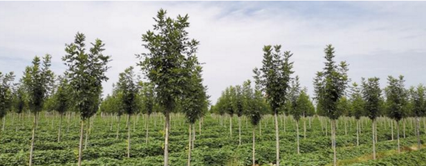 种下经济林,致富有奔头!