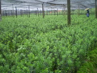 丽水市利民红豆杉苗木繁育种植场合作社-供应-钱眼商机分类