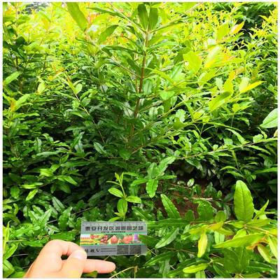 现货批发酸石榴树苗 花石榴树苗 品种介绍 大青皮石榴树苗