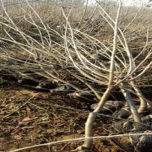 山东省临沂滨河苗木繁育基地