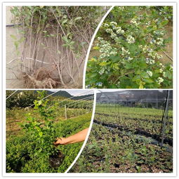 德兴 3年生蓝丰蓝莓苗繁育基地
