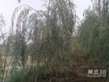 山东省莘县彩色苗木繁育中心