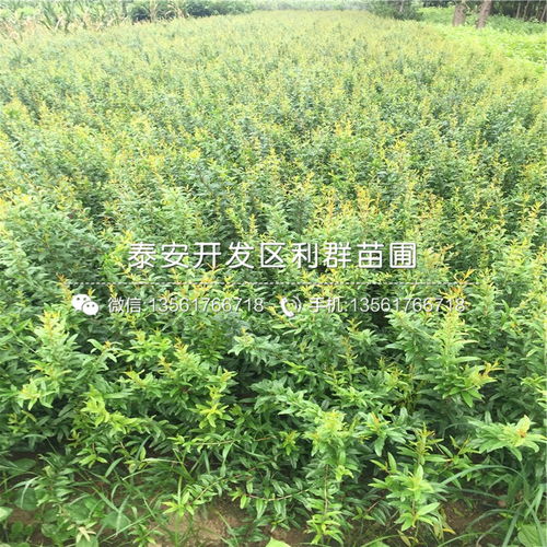 【红巨蜜石榴苗】- 