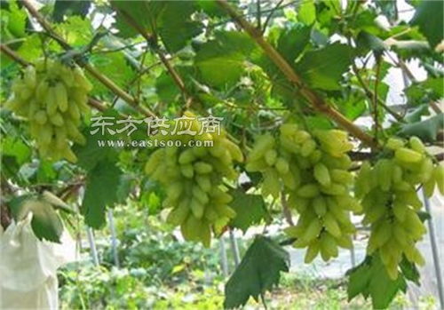 金手指葡萄苗 金手指葡萄苗种植技术 泰安苗木繁育基地服务好图片