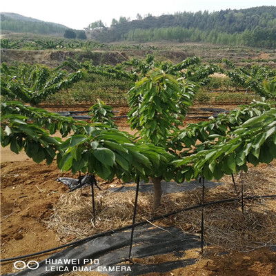 北京市购买樱桃苗 保证品种的吉塞拉12号樱桃苗