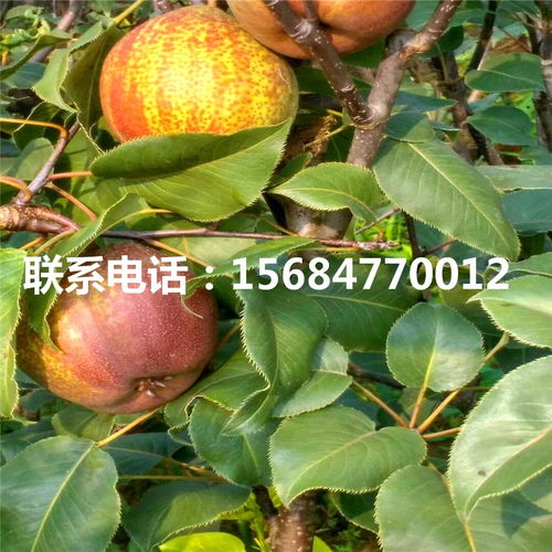 红香酥梨树苗购买价格 红香酥梨树苗批发