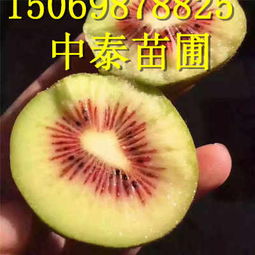 江西景德镇新品柿子苗 新闻 种植技术 繁育区咨询处