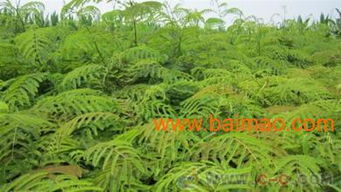 绿化苗木繁育基地出售的合欢,无需比价,全年超低 ,绿化苗木繁育基地出售的合欢,无需比价,全年超低 生产厂家,绿化苗木繁育基地出售的合欢,无需比价,全年超低 价格