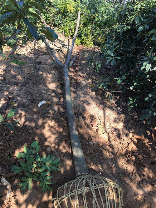 7公分南阳栾树万亩苗木基地