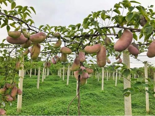 学校领导带队赴崇州市八月瓜链产协同创新中心考察交流