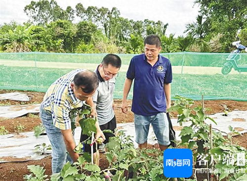 澄迈 科技小院 智 惠农业