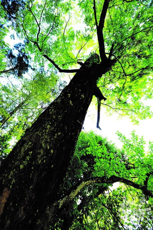 浙江实施珍稀濒危野生动植物保护 10种生动植物在列