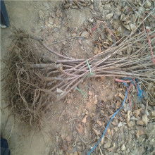 福源大樱桃苗木繁育基地