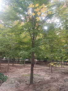 10公分速生白蜡规格报价由郑钦可提供