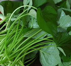 北京金农丰源种业