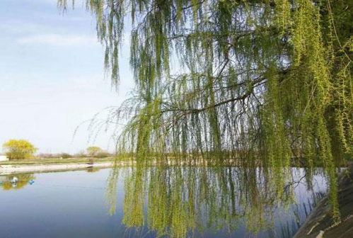 我们的绿水青山 今晚22 15,一起走进神奇的苗木繁育世界