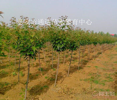 【江苏3公分樱桃树苗3公分吉塞拉矮化樱桃树苗吉塞拉樱桃基地】泰安开发区通达苗木繁育中心 - 产品库