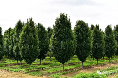 不愧是价值13万元的欧洲鹅耳枥,实在让人大开眼界!