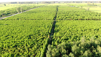图说信阳 | 河南淮滨:打造中原地区最大的落羽杉苗木繁育基地
