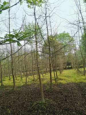 银杏树苗圃大量批发、银杏基地价格优惠