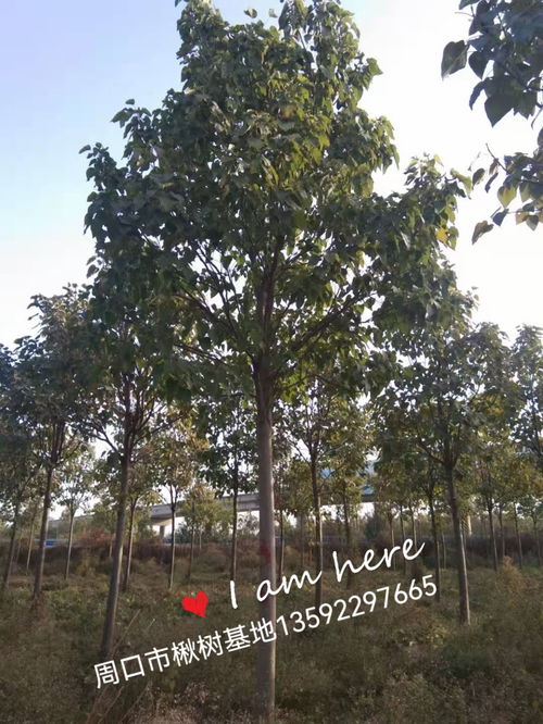 4公分楸树价格5公分6公分楸树多少钱一棵