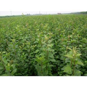 苗木_烟台市全红苗木繁育场-铭万网 b2b.cn