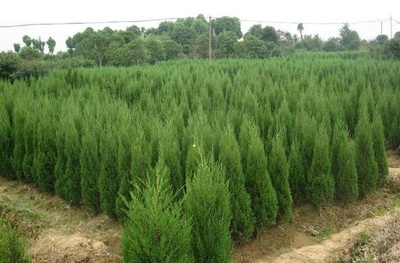 园林绿化龙柏繁殖方法 龙柏怎样育苗