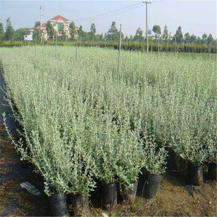 水果兰产地批发 工程绿化 水果兰苗木基地