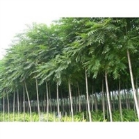 苗木配件 臭椿苗木生产商 臭椿苗木供应商搜索列表图片_高清图-山西春秋苗木繁育基地