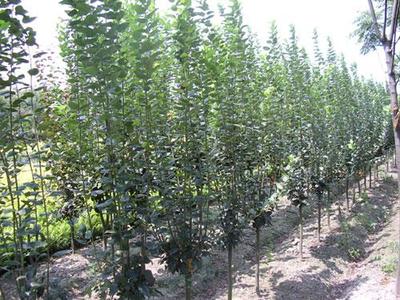 泰安开发区通达苗木繁育中心官方-泰安果树苗、泰安果树苗小苗、当年生果树苗、6公分法桐、泰安绿化苗