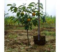 【岳诚直销各种品种柿树苗脆甜可口柿子树苗山东嫁接柿子苗】泰安开发区岳诚苗木繁育中心 - 产品库