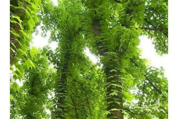 桂林精品银杏树基地分析银杏苗木基地桑盾蚧