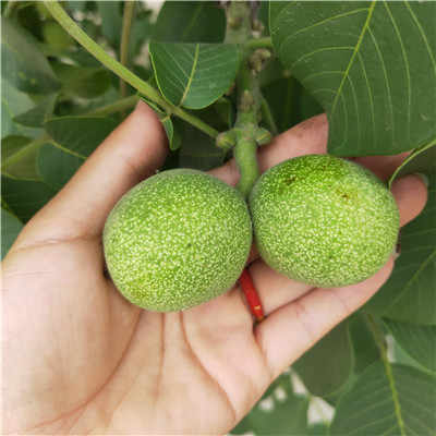 产地现货早丰核桃树苗 核桃树苗欢迎选购